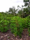 cassava plants in the garden